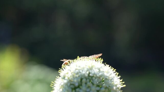 pollinators on flower 