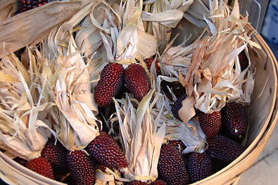 Basket full of red corn after harvest 