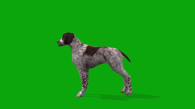 3D Realistic Brittany Dog idle stand animation Loop with side View isolated on Green Screen, 4K animation of brown-and-white spots dog attention standing, feed render on Chroma Key, bird hunter dog