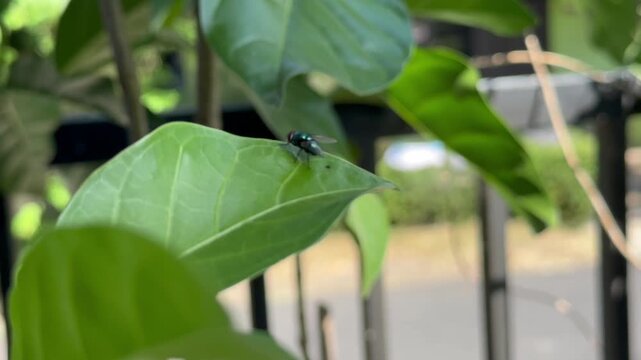 Close up footage of a metallic green bottle fly perched on a bright green leaf in a garden, with softly blurred foliage in the background.