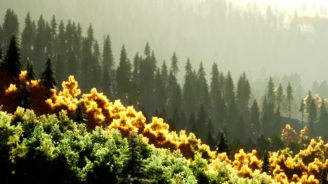 The scene shows a variety of trees in different colors against a mountain backdrop. The sunlight highlights the yellow, green, and dark trees. A mist hovers in the air.