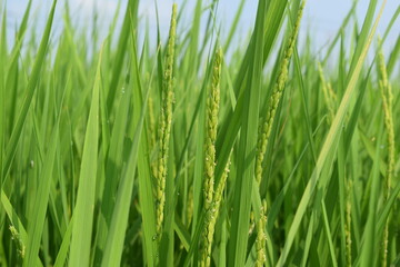 Obraz premium 白く小さい イネの花