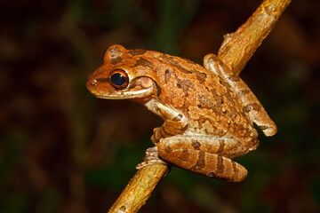 Obraz premium An invasive Cuban Treefrog, Osteopilus septentrionalis, perched on a branch in Florida.