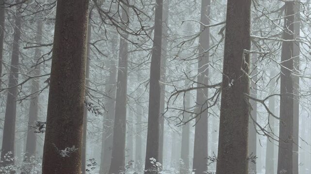 Trees stand in a forest covered with frost during winter. The atmosphere is misty with light snowfall. Branches show signs of ice as the cold air settles in the landscape.