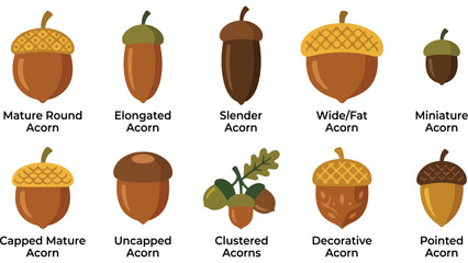 Set of various acorn icons. Collection of different oak nut shapes for autumn design. © @ahmedmaynul