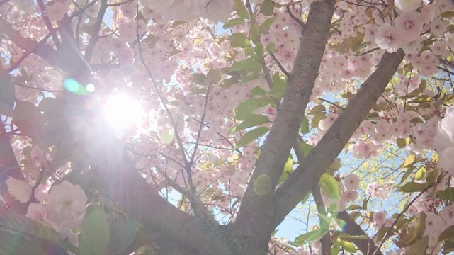 Flight upward amid the white flowers of the cherry blossoms, backlight by the sun, POV video. White-pink, double flowers of the Japanese cherry tree (Prunus serrulata Alba) are in full bloom
