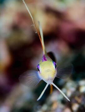 Fire goby