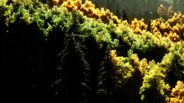 A forest with a mix of green and yellow trees. The light shines on the leaves. The setting suggests a sunny day. This area has a variety of tree types.