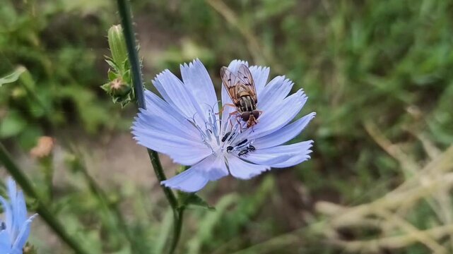Hoverfly feeding on a blue chicory flower in summer