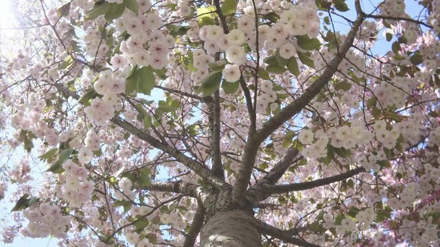 View is from bottom up, moving around the trunk under cherry blossom in white flowers, backlight. White-pink, double flowers of Japanese cherry tree (Prunus serrulata Alba) are in full bloom