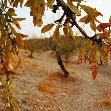 autumn leaves on the tree