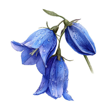 Bluebell watercolor vector, hand-painted style, high-quality illustration isolated on white background.
