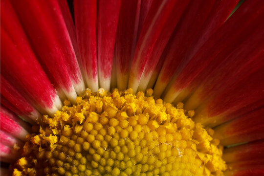 Macro detail of red daisy flower petals and yellow center with macro photography