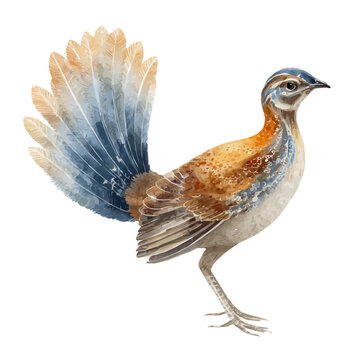 Lyrebird watercolor vector, hand-painted style, high-quality illustration isolated on white background.