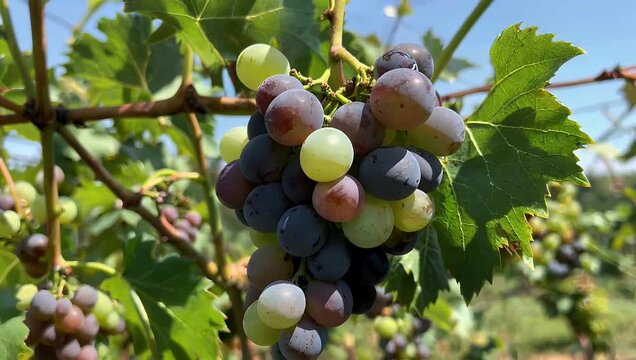 Exquisite 4K resolution agricultural video capturing golden green Chardonnay grapes maturing on a sun drenched vine during mid summer highlighting the fresh morning dew and organic textures of a