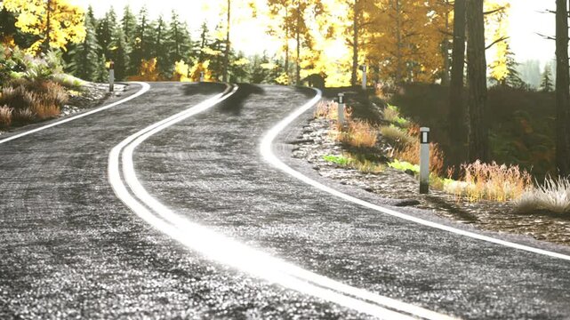 A road curves through a thick forest. Sunlight shines on the asphalt, creating reflections. Trees with yellow and orange leaves surround the area, indicating autumn.