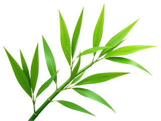 Fototapeta premium A detailed view of a plant's foliage showing green leaves and stems