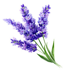 Obraz premium Lavender watercolor artwork, high-quality professional vector illustration isolated on a white background.
