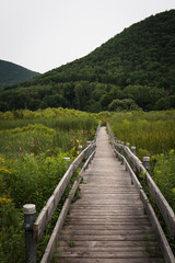 Fototapeta premium West Rutland Marsh Wildlife Refuge boardwalk summer landscape in Rutland County, Vermont, USA
