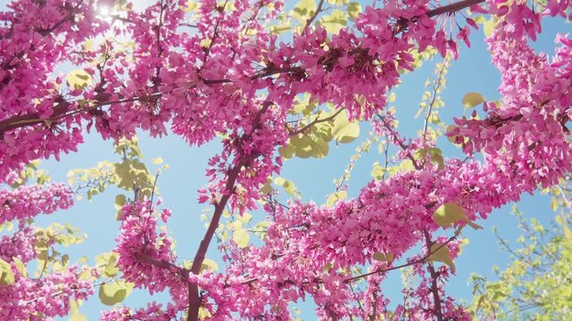 Moving down between the branches of a flowering Cercis Redbud tree covered in pink-purple flowers against a blue sky backlit by the sunlit, Close-up