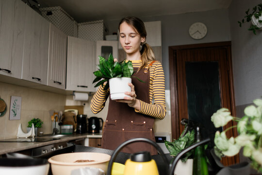 Girl caring for Sansevieria houseplant in home kitchen