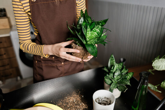 Teenage girl transplanting Sansevieria house plant indoors