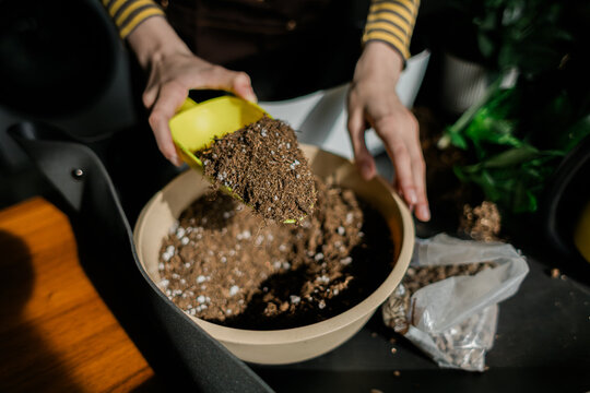Teenage girl transplanting Sansevieria house plant