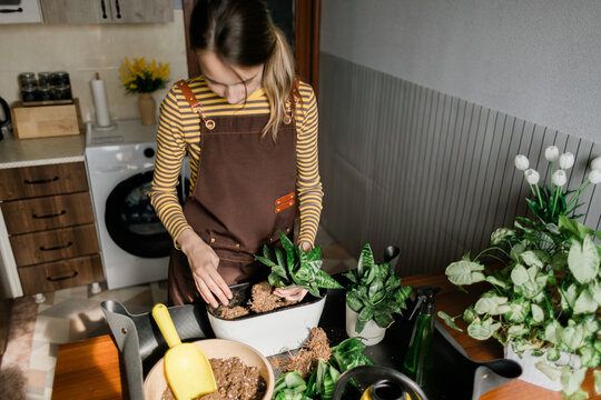 Teenage girl potting houseplants at home in sunny kitchen