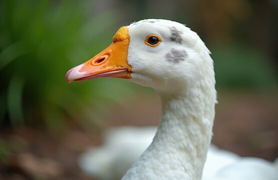 White goose portrait with orange beak, dark eye in green garden. Farm bird with soft feathers looks around nature area. Domestic poultry standing on ground outdoors. Close up view of head, long neck