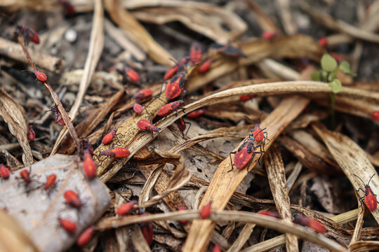 Close-up of bright red boxelder bug nymphs crawling on the ground