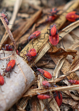 Macro close-up of red boxelder bug nymphs crawling on top of each other