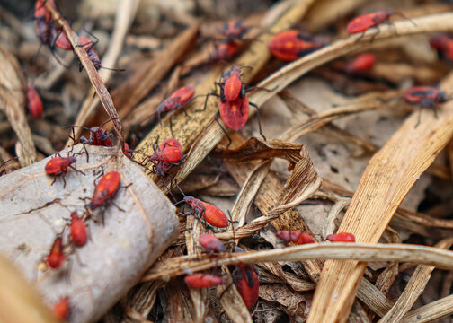 Close-up of vibrant red boxelder bug nymphs crawling on top of each other on dried plants