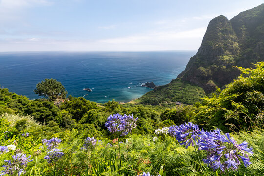 Scenic coastal landscape with blue agapanthus in Madeira