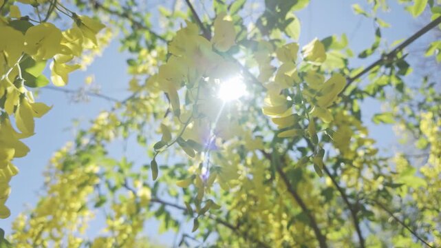 Bottom-up view of clusters of bright yellow flowers swaying in the wind on a blooming Laburnum tree in blue sky background on sunny day, in backlit by the sunlit 