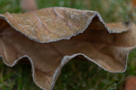 Single dried leaf with frosty edges on fresh green grass. Seasonal nature composition featuring fine textures, selective focus and gentle natural bokeh.