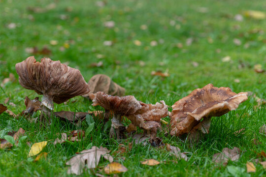 Wild brown mushrooms growing in green grass among fallen autumn leaves. Natural woodland fungi with textured caps and gills in a seasonal outdoor landscape.