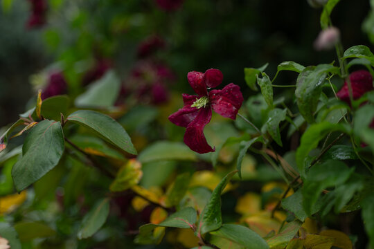 Deep burgundy clematis flower covered with raindrops blooming among lush green foliage. Elegant climbing vine in a garden with soft natural bokeh and vertical composition.
