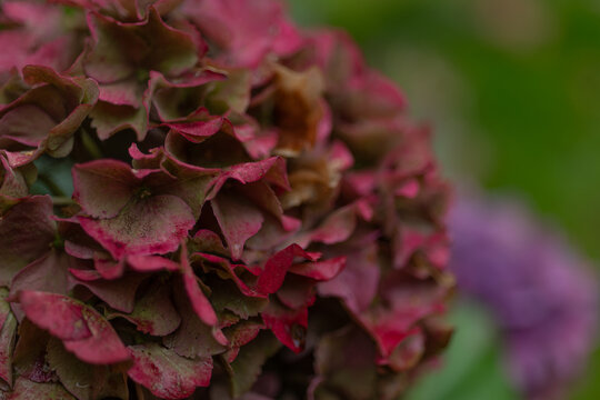 Vintage hydrangea flower head in deep burgundy, mauve and antique pink tones with richly textured petals. Autumn garden bloom against a soft natural bokeh background.