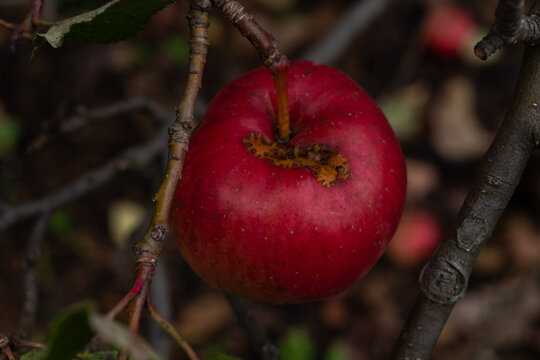 Ripe red apple hanging from a tree branch in an orchard with natural autumn colors. Fresh fruit on the tree with textured skin, selective focus and soft blurred background.