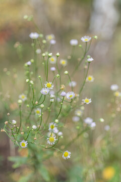 Delicate annual fleabane, Erigeron annuus, wildflowers with white petals and yellow centers blooming on slender stems against a soft natural bokeh. Vertical floral background with copy space.