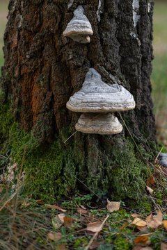 White fungus growing from the trunk of a mature tree, featuring concentric bands, woody texture and natural woodland surroundings. 