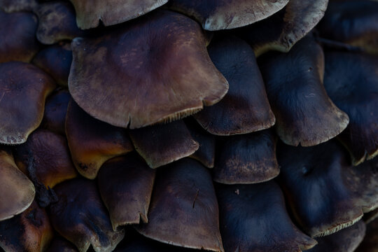 Abundant woodland mushrooms emerging from decaying timber with overlapping brown caps and visible gills. Natural forest ecosystem featuring seasonal fungal growth and organic textures.