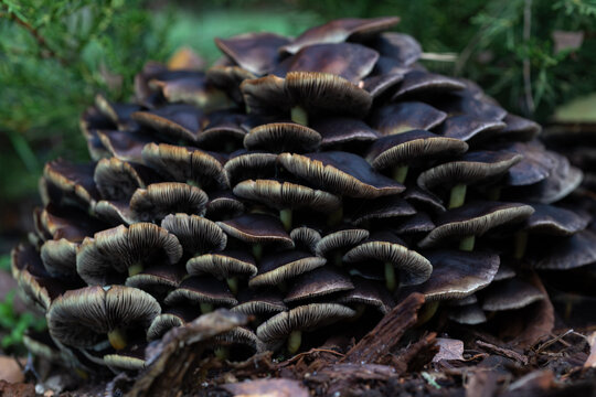 Wild mushrooms growing in tightly packed clusters on a fallen tree stump. Earthy brown caps, pale gills and woodland floor textures captured in a natural forest habitat.