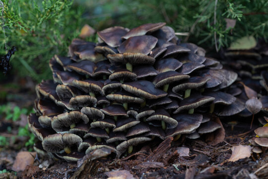Large colony of brown mushrooms covering a rotting log in a damp forest environment. Layered caps and detailed gills highlight natural fungal growth on decomposing wood.