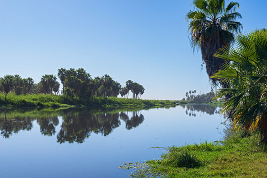 along lush banks of lagoon in san jose del cabo estuary baja california mexico
