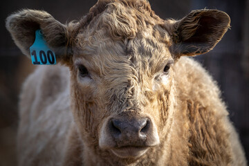 young cow © Robert