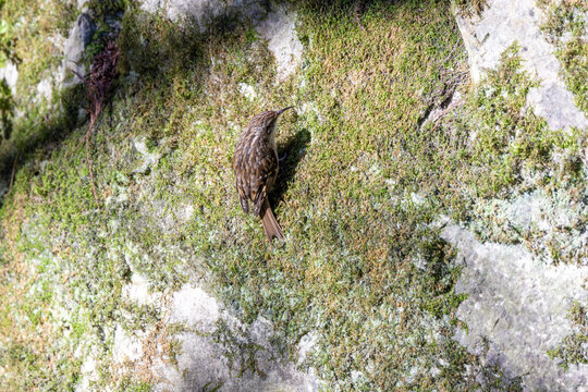Treecreeper on a moss-covered rock