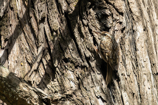 Treecreeper on textured tree bark