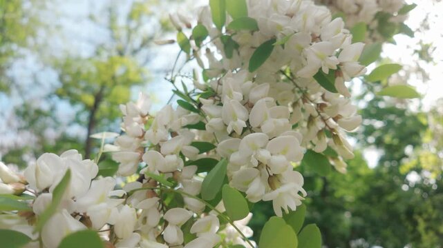 Bottom view of many inflorescences with white flowers on blooming White acacia or Black locust, Robinia pseudoacacia swaying in the wind on a sunny day