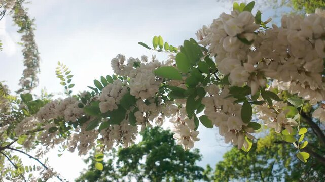 Bottom-up view of inflorescences with white flowers on blooming White acacia or Black locust, Robinia pseudoacacia swaying in the wind in sky background on a sunny day